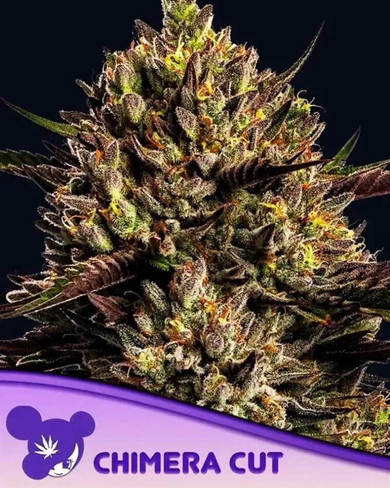 Chimera Cut by Anesia Seeds – Mostly Indica – Female seeds – Outdoor – image 1 – Seed City