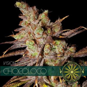 Choco Bud from Vision Seeds