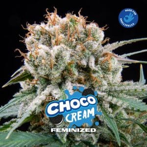 Choco Cream