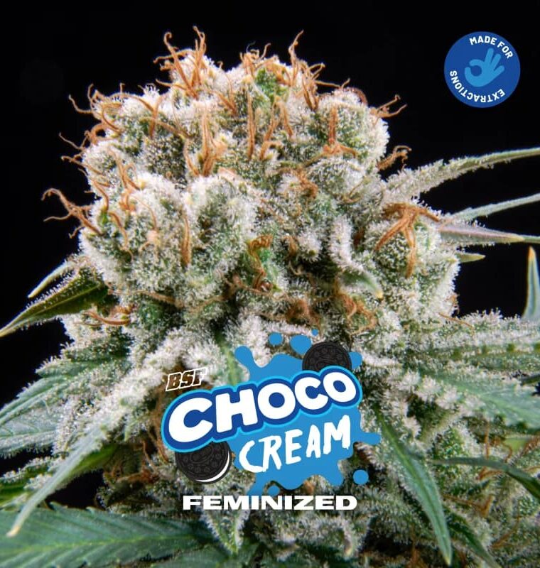 Feminized – 12/12 Photoperiod – Sweet – Choco Cream strain – image 1 – from BSF Seeds via Seed City