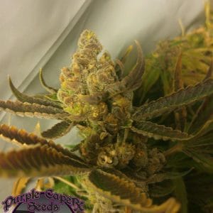 Chocolate Chip Cookie by Purple Caper Seeds – 12/12 Photoperiod – Regular – Indoor-friendly – image 1 – Seed City