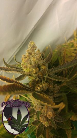 Chocolate Chip Cookie