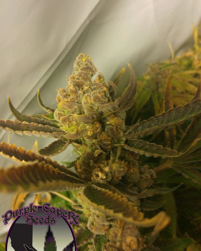 Chocolate Chip Cookie by Purple Caper Seeds – 12/12 Photoperiod – Regular – Indoor-friendly – image 1 – Seed City
