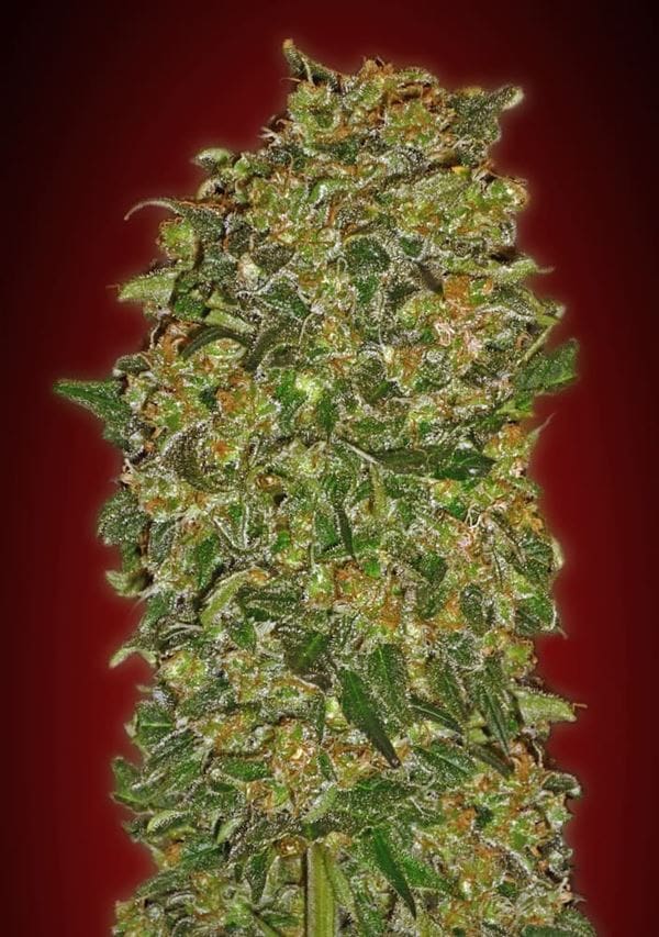 Chocolate Kush Fast from OO Seeds