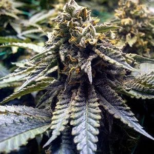 Chocolate Mint OG from Humboldt Seed Organisation