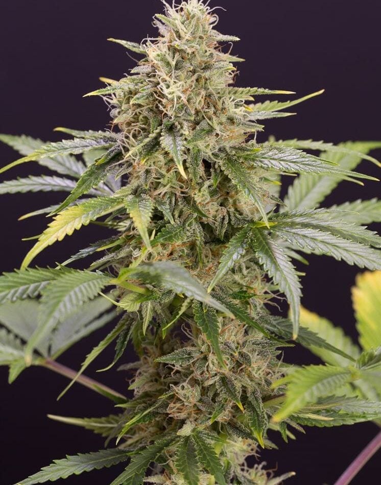 Chocolate Mint OG Auto cannabis seeds – Gassy – Guaranteed female plants – Indica Dominant – image 1 from Seed City