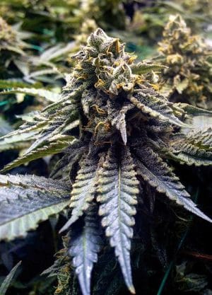 Chocolate Mint OG 2.0