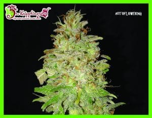 Chocolate Orange Auto