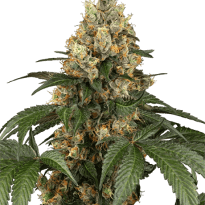 Chocolate Rainbow XXL from Sensi Seeds