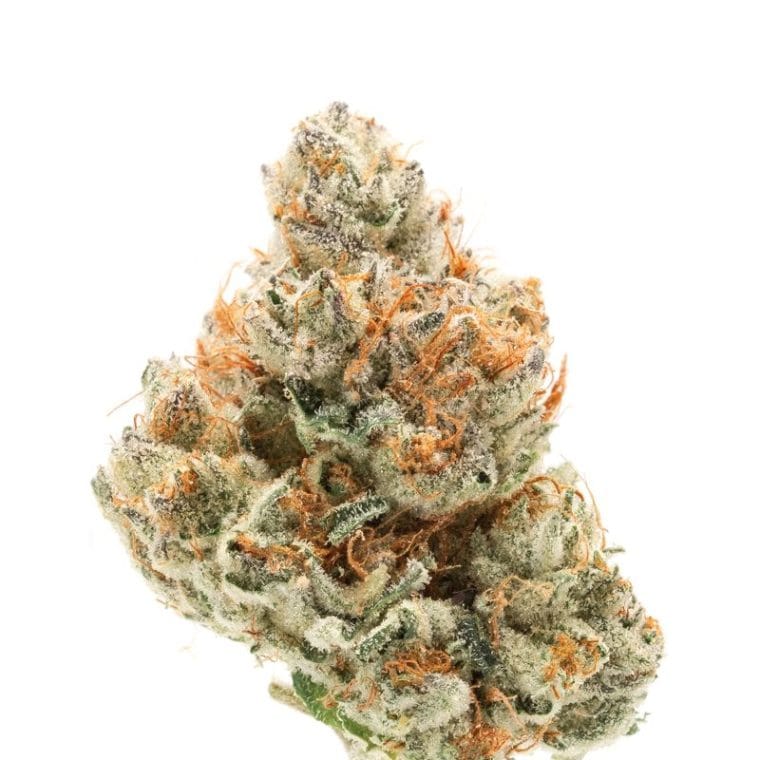 Chocolate Sherbet from Growers Choice