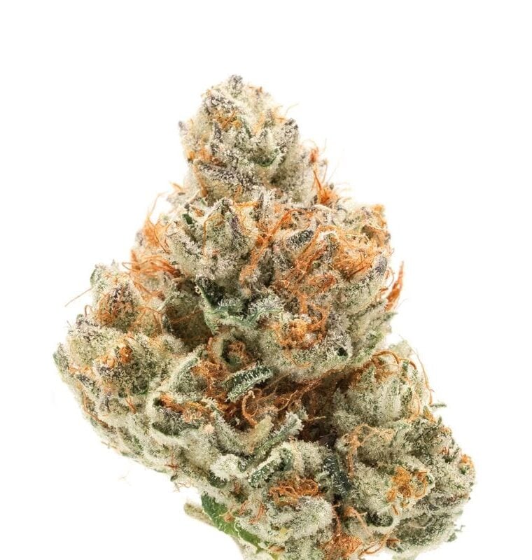 Chocolate Sherbet from Growers Choice