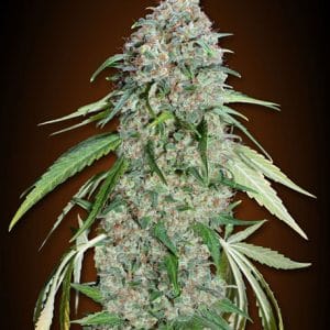 Chocolate Skunk CBD by OO Seeds – 12/12 Photoperiod – Indoor – Guaranteed female plants – image 1 – Seed City
