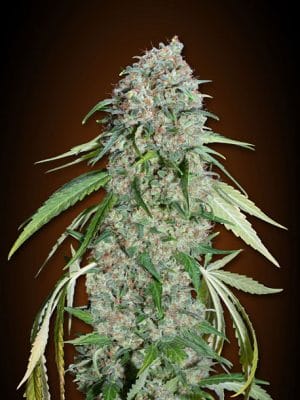 Chocolate Skunk CBD
