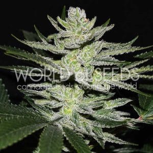 Chocolate Thai OG from World of Seeds