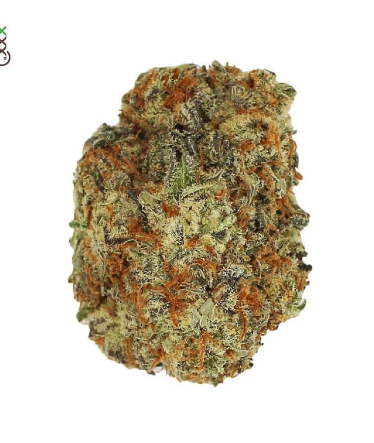 Creative – Sweet – Indica-heavy – Chocolato strain – image 1 – from Amsterdam Genetics via Seed City