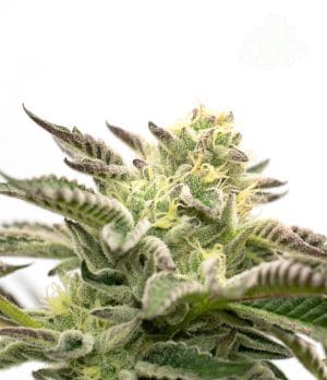 Chocolope