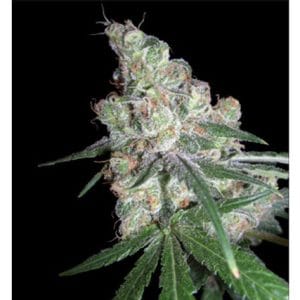 Chocolope (aka D-Line) by DNA Genetics Seeds – 12/12 Photoperiod – Feminized – Super Strength – image 1 – Seed City