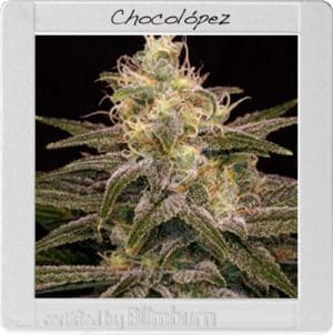 Chocolopez