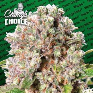 Chong's Choice - Mendocino Skunk cannabis – image 1 – Seed City