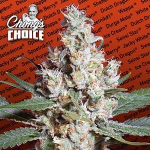 Chong’s Choice – L.A. Amnesia