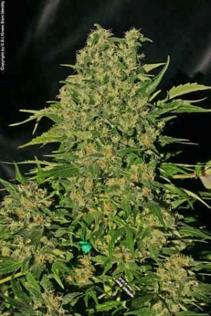 Chronic