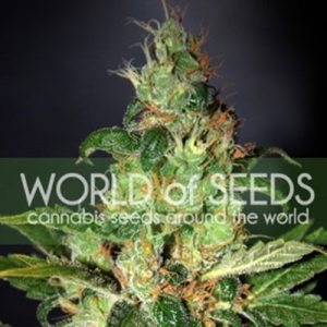 Chronic Haze