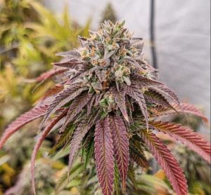 Chronics Kush