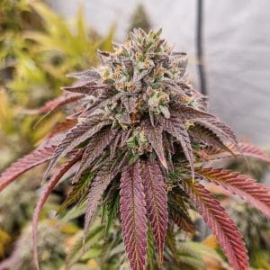 Chronics Kush cannabis seeds – Indoor-friendly – Lemon – Regular – image 1 from Seed City