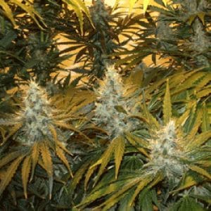 Chunky Skunk
