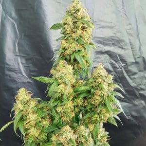 Chunky Skunk cannabis seeds – Female seeds – Middle of October – 12/12 Photoperiod – image 1 from Seed City