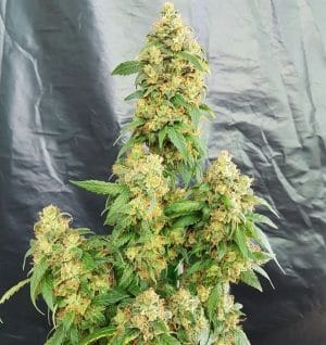 Chunky Skunk