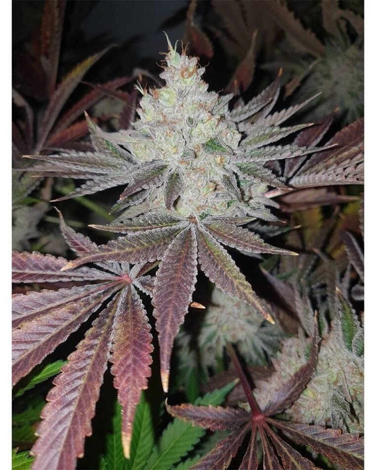 Chuntz from Original Big Buddha Family Farms