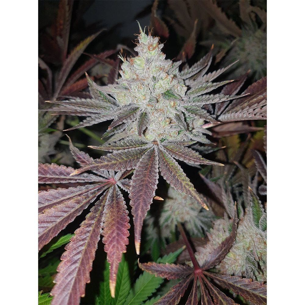 Chuntz from Original Big Buddha Family Farms