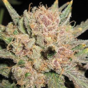 Chutney and Cheese from Ultra Genetics