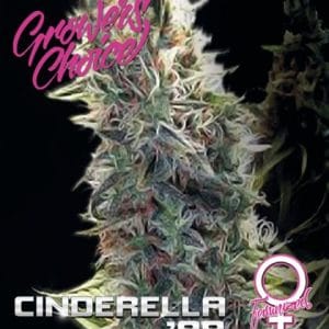 Cinderella 99 by Growers Choice – Indoor-friendly – Beginning of October – Sativa Dominant – image 1 – Seed City