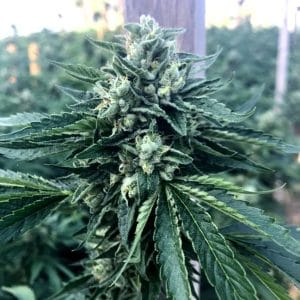 Cinnamon Buddha OG by Humboldt Seed Organisation – Mostly Indica – Gassy – 12/12 Photoperiod – image 1 – Seed City