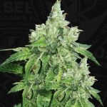 Citron Givré (Birthday Cake Selected) from TH Seeds
