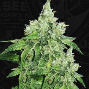 Citron Givré (Birthday Cake Selected) from TH Seeds