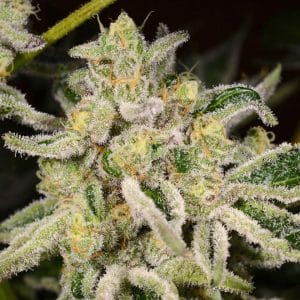 12/12 Photoperiod – Regular – Tall (140cm plus) – Citrus Rush strain – image 1 – from Archive Seeds via Seed City