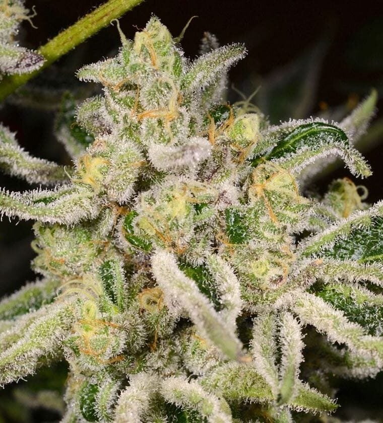 12/12 Photoperiod – Regular – Tall (140cm plus) – Citrus Rush strain – image 1 – from Archive Seeds via Seed City