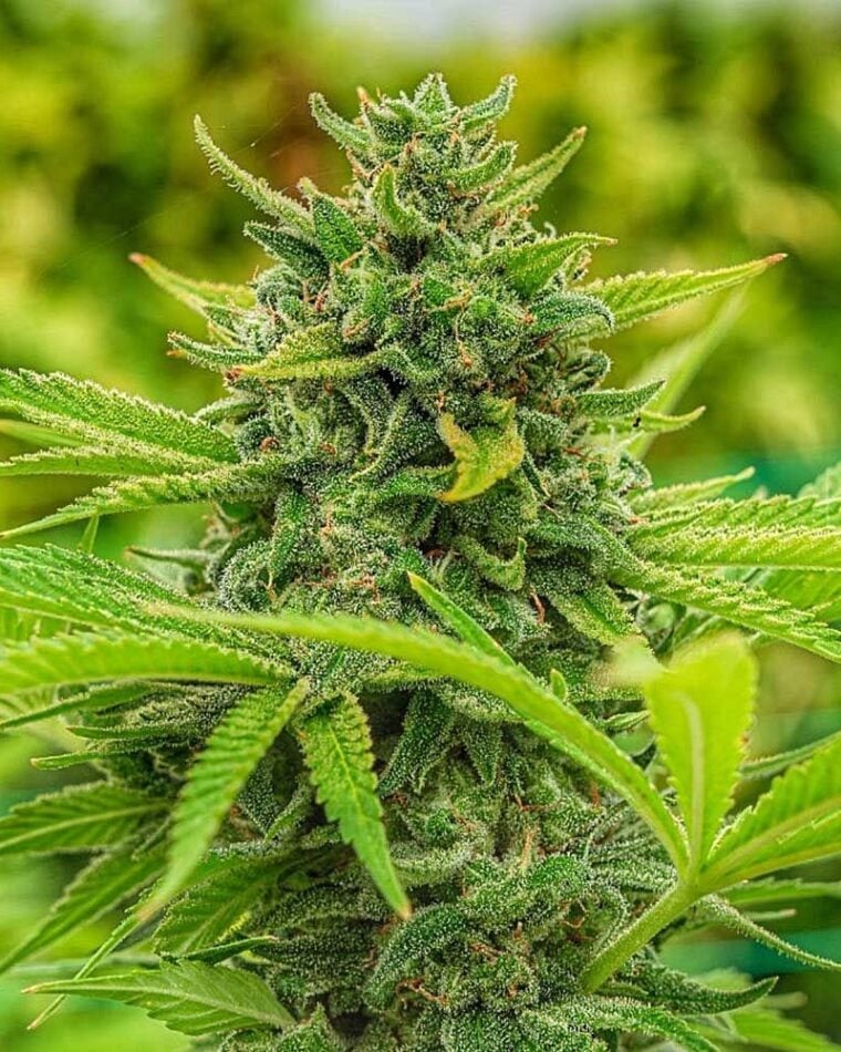 Clementine Slush by Cali Connection Seeds – High Yielding – 50% Indica/50% Sativa – Coffee – image 1 – Seed City