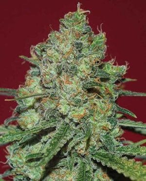 Clinical White CBD