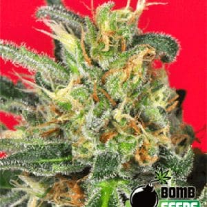 Regular – 12/12 Photoperiod – Beginning of October – Cluster Bomb strain – image 1 – from Bomb Seeds via Seed City