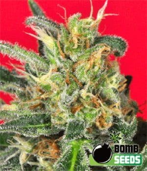 Cluster Bomb