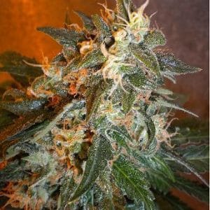 Image 1 of Cobra cannabis by Flash Seeds – Auto-Flowering – Good for outdoor grow – Relaxing – Seed City
