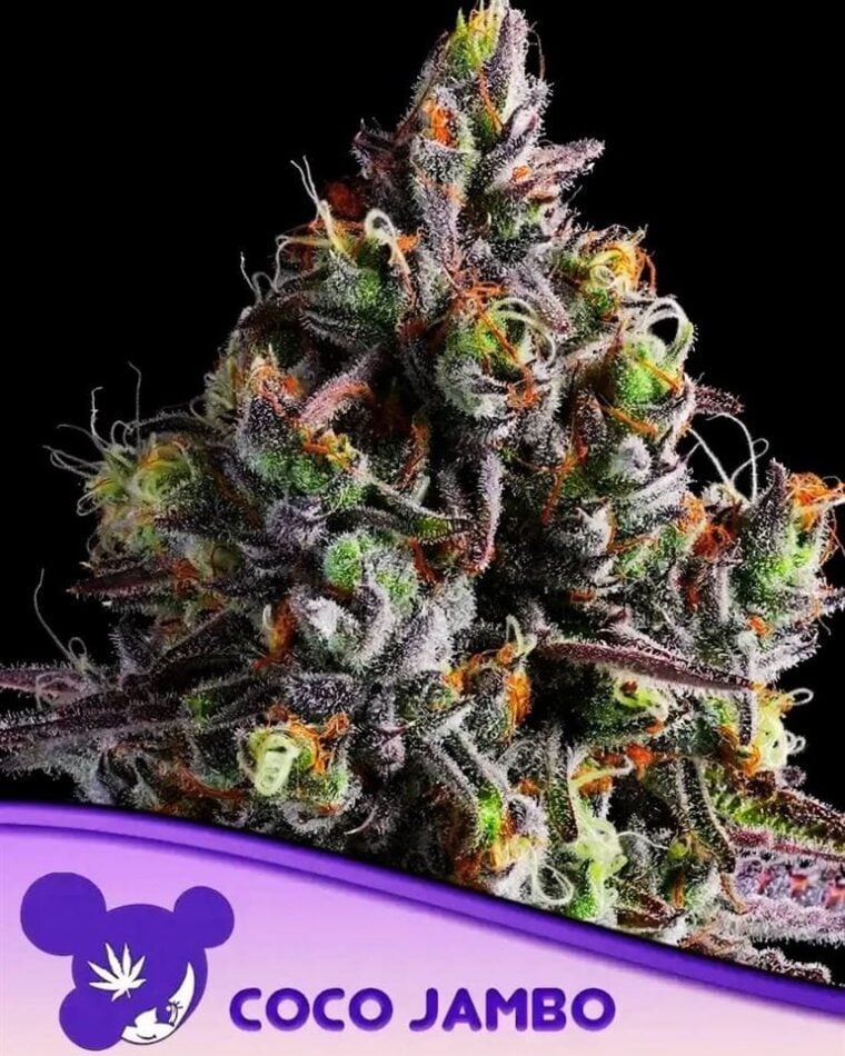 Image 1 of Coco Jambo cannabis by Anesia Seeds – Relaxing – Beginning of October – Guaranteed female plants – Seed City