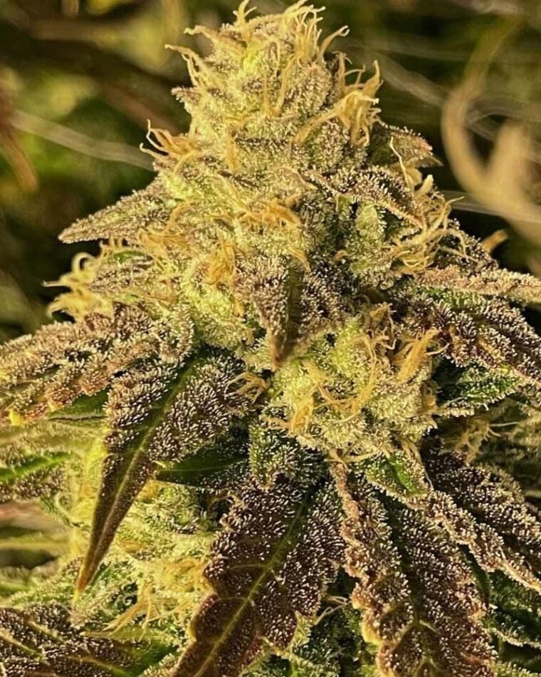 Coco Nibbles by Rare Dankness Seeds – Guaranteed female plants – Outdoor – 12/12 Photoperiod – image 1 – Seed City