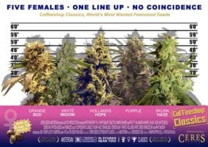 Coffeeshop Classics – Feminised Mix