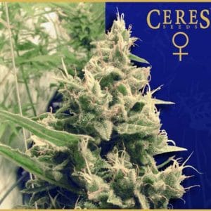 Coffeeshop Classics - Holland's Hope cannabis – image 1 – Seed City