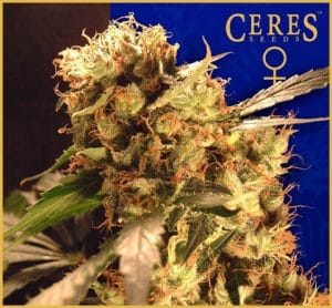 Coffeeshop Classics – Orange Bud
